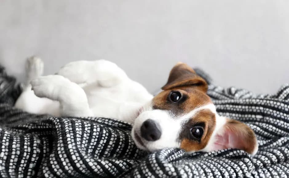 Jak usunąć zapach psa z kanapy? Skuteczne metody i porady