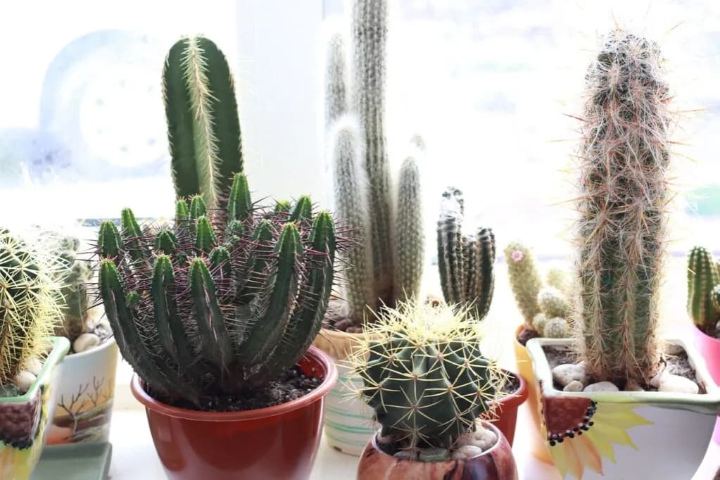 Co postawić na parapecie w salonie, aby stworzyć wyjątkowy klimat