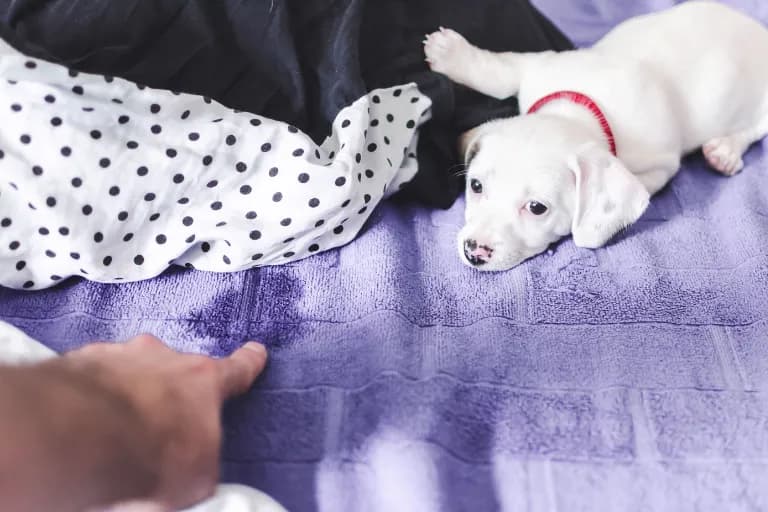 Dlaczego pies sika na kanapę? Odkryj przyczyny i rozwiązania