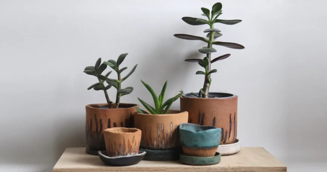 Jakie kwiaty do salonu: rośliny, które ożywią Twoje wnętrze